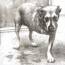 Greatest Hits & Unplugged & Sap & Facelift & Alice In Chains