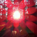 Russian Circles - Empros [LP]