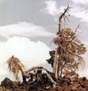 Sleep Formations [LP]