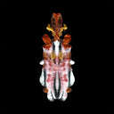 The Will To Burn [Vinyl]