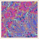 Placenta [Vinyl]