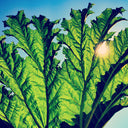 Gunnera [Vinyl]