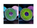 Vylumi Sparq (Illuminated, Interactive Record Display)