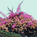 Jay Som - Turn Into [CD]
