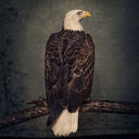 Clutch - Book Of Bad Decisions (Indie Exclusive Vinyl)