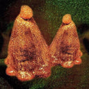 Black to Comm - Oocyte Oil & Stolen Androgens (Indie Exclusive Vinyl)