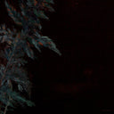 Dark Green [LP]