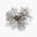 John Metcalfe - Tree (Vinyl LP)