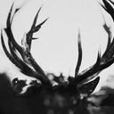 Ihsahn [LP]
