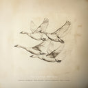 Wild Geese [LP]