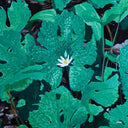 Early Fern - Wetland Interiors [180 Gram]