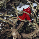 Hannah Frances - Nested In Tangles [CD]