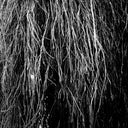 Eraldo Bernocchi  / Cavalera,Iggor / Merzbow - Nocturnal Rainforest [LP]