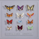 Dominik Eulberg - Lepidoptera [LP]
