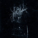 My Heart, An Inverted Flame - My Death Is More Beautiful Than Your Life [CD]