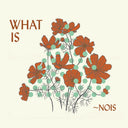 Pre-Order: Nois - What Is Nois [CD]