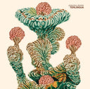 Pre-Order: John Paul Bohon - Terlingua [LP]