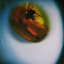 Pre-Order: April + VISTA - Traditional Noise [Translucent Fly Green]