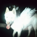 Pre-Order: Fat Dog - Cancel Me (I'm Tired) [CD]