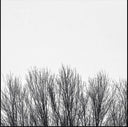 Pre-Order: Northwoods Improvisers - White Sky [CD]
