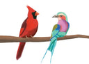 Pre-Order: Missouri State University Chorale - Cardinal & The Roller [CD]