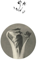 Pre-Order: Returning Sweetness (Eversines) - Longevity Eyebrow [12" Vinyl]