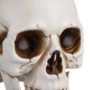 Yescom Halloween Skulls Life Size Skeleton Head 4ct/pk