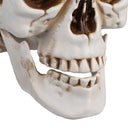 Yescom Halloween Skulls Life Size Skeleton Head 4ct/pk