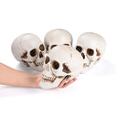 Yescom Halloween Skulls Life Size Skeleton Head 4ct/pk