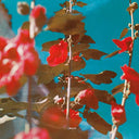 breathe [2 LP] [Vinyl]