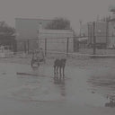 After its own death / Walking in a spiral towards the house [Vinyl]