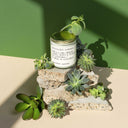Succulent Garden