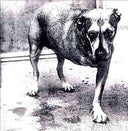 Alice In Chains - Alice in Chains (CD) | Mint (M) Mint (M)