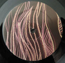 All Them Witches - Dying Surfer Meets His Maker | Mint (M) Mint (M)