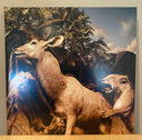 Interpol - Our Love To Admire | Mint (M) Mint (M)