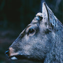 toe - the book about my idle plot on a vague anxiety ("DEER GLISTEN" BLUE VINYL) | Mint (M) Mint (M)