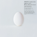 Wilco - A Ghost Is Born: 20th Anniversary (CD BOXSET) | Mint (M) Mint (M)