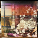 A Place You Grew Up In (VINYL) | Mint (M) Mint (M)