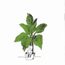 Mort Garson - Mother Earth's Plantasia | Mint (M) Mint (M)
