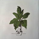 Mort Garson - Mother Earth's Plantasia | Mint (M) Mint (M)
