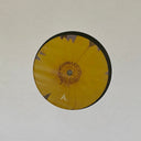 Six Songs For Invisible Gardens | Mint (M) Mint (M)