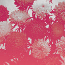 amelia courthouse - broken things | Mint (M) Mint (M)