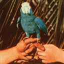 Andrew Bird - Are You Serious |