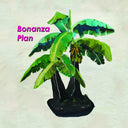 Barringtone - Bonanza Plan |
