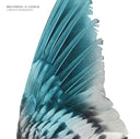 BECOMING ANIMAL - A Distant Hand Lifted |
