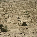 Ben Howard - Noonday Dream (180 Gram Vinyl) [Import] (2 Lp's) (VINYL) | Mint (M) Mint (M)