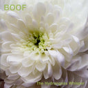 BOOF - The Hydrangeas Whisper |