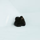 Hiss Spun [CD]