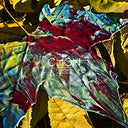 Grow [Translucent Yellow/Baby Pink LP] [Vinyl]