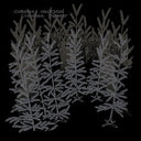 Chrome Forest [CD]